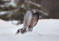 Как зимует заяц (готовится ли зайчик к зиме)?
