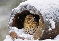 Как птицы готовятся к зиме? «Птица зимой»