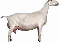 Какая порода коз дает больше всего молока без запаха?