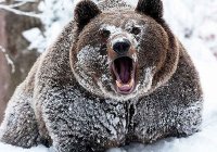Как медведь готовится к зиме, к зимней спячке?