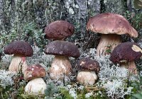 Рассказ про грибы
