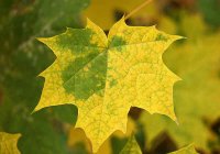 Почему листья осенью желтеют и опадают?