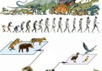 Какую роль играют популяции в эволюционных преобразованиях?