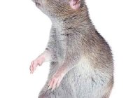 Сколько лет живет домашняя (декоративная) крыса?