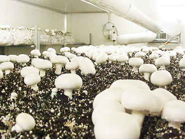 Выращивание грибов.