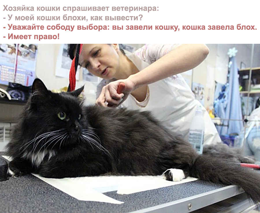 Анекдот про кошку и ветеринара