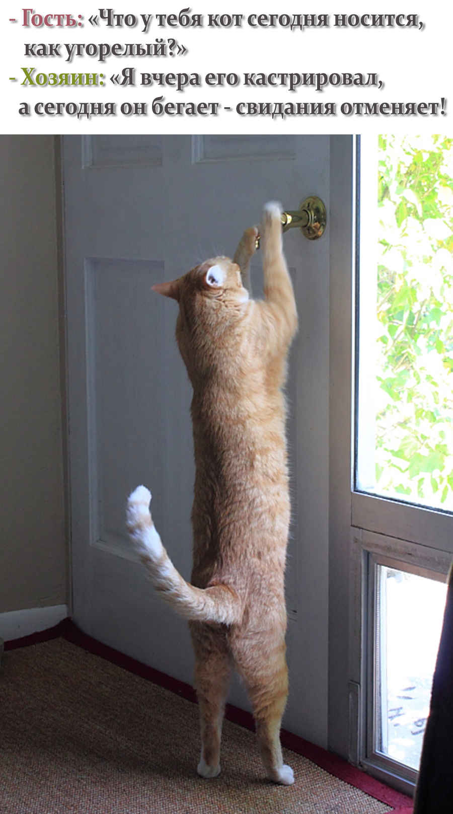 Кот открывает дверь на улицу