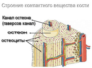 Компактное вещество кости