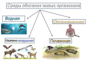 Среда обитания заставка